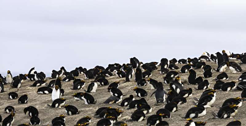 Scientists count penguins on remote sub-Antarctic island