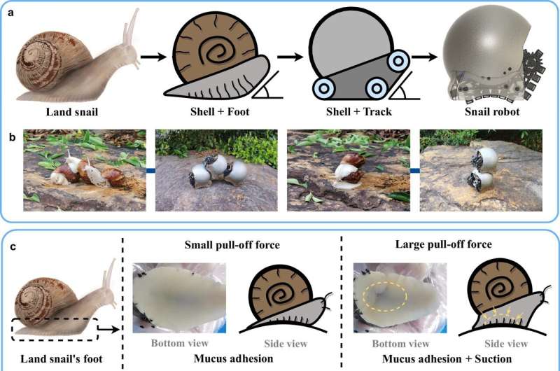 Scientists create robot snails that can move independently using tracks or work together to climb