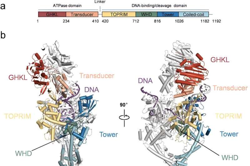 Los científicos descifran múltiples conformaciones de la ADN topoisomerasa de tipo II de longitud completa codificada por el virus de la peste porcina africana