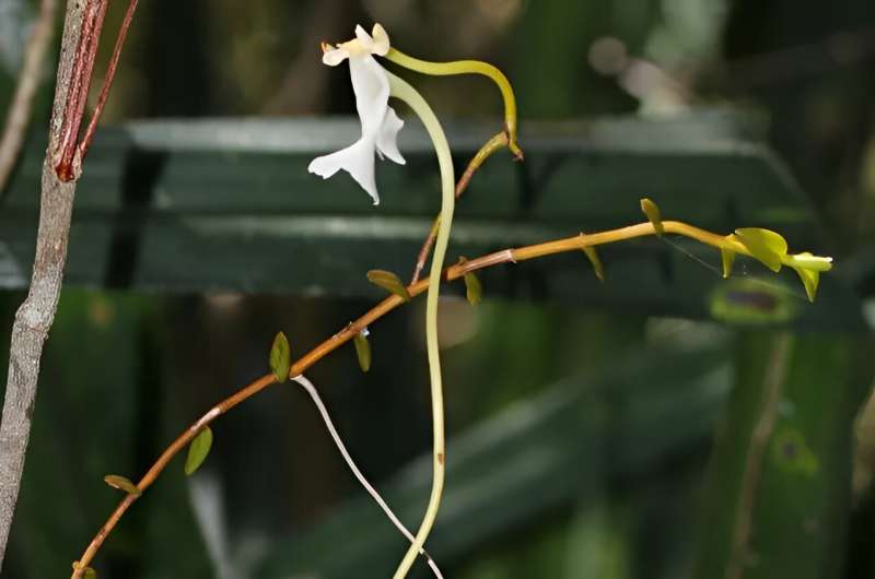 Scientists describe new orchid species related to famous Darwin's orchid