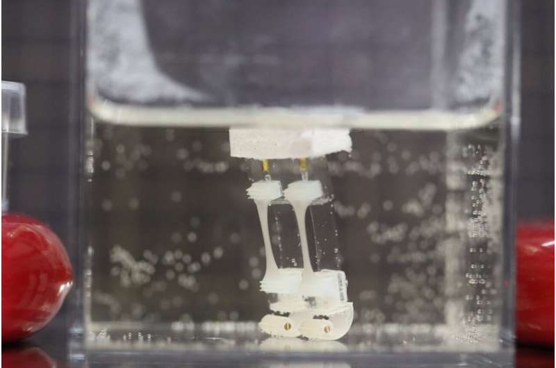 Scientists design a two-legged robot powered by muscle tissue