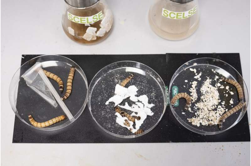 Scientists develop artificial 'worm gut' to break down plastics