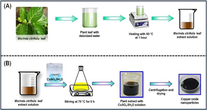 Scientists develop green method for producing bactericidal copper oxide nanoparticles from noni plant (morinda citrifolia)