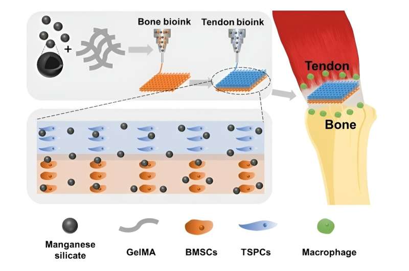 Scientists develop new strategy for treating tendon-bone injuries