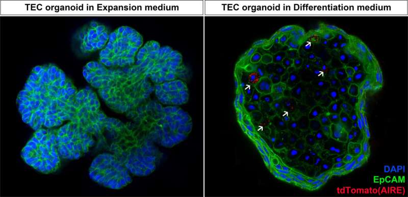 Scientists develop new organoid model to study thymus function