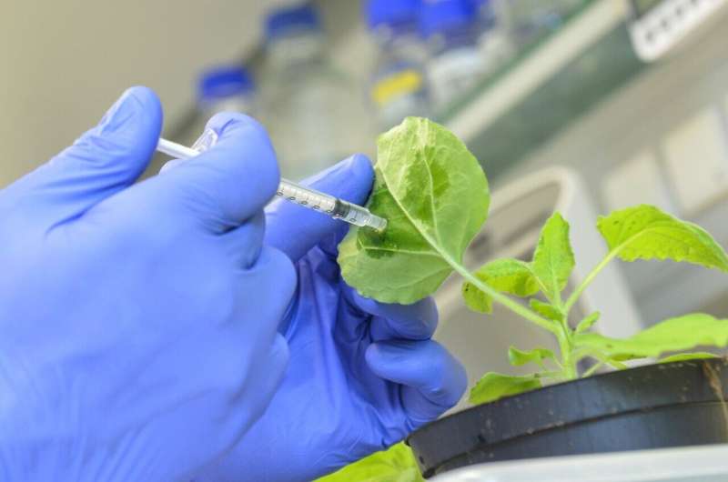 Scientists develop novel RNA- or DNA-based substances to protect plants from viruses