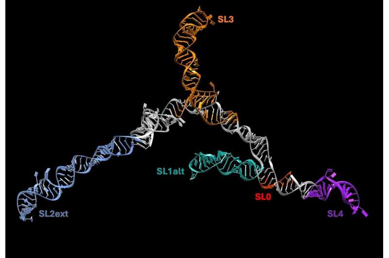 Scientists develop technique to analyze RNA structures in ultra-high definition