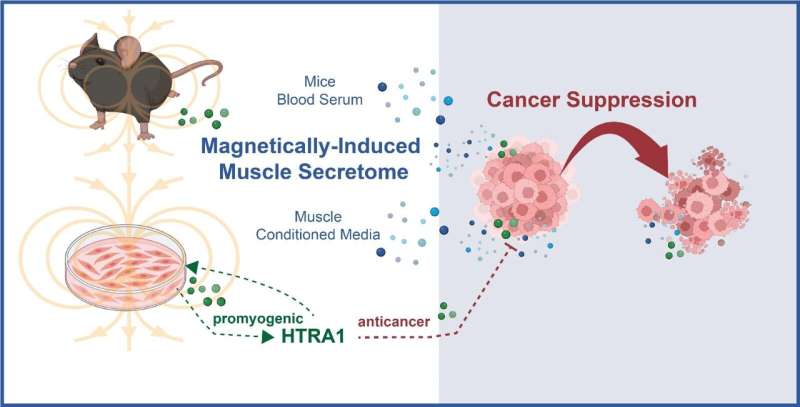 Scientists discover a novel way of activating muscle cells' natural defenses against cancer using magnetic pulses