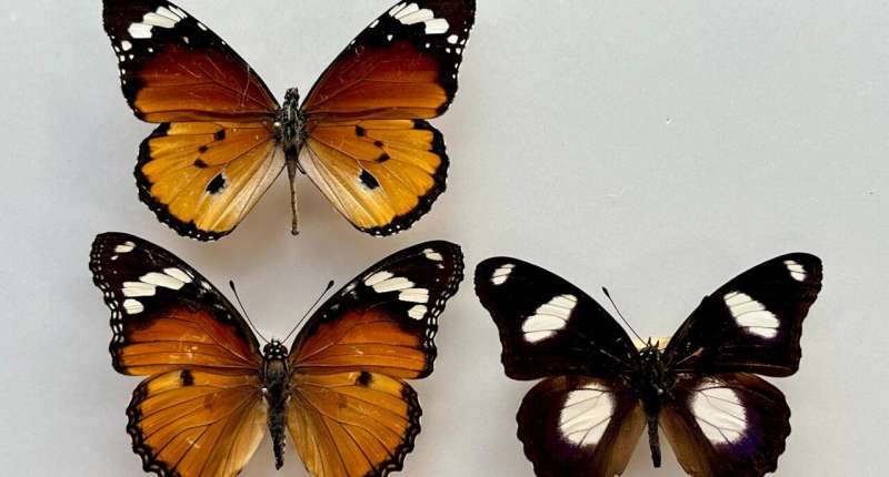 Scientists discover how the Diadem butterfly mimics that African Queen