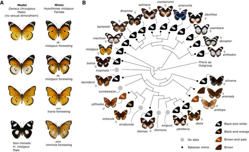Scientists discover how the Diadem butterfly mimics that African Queen