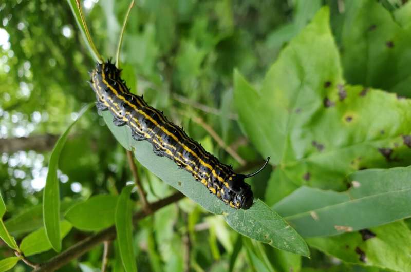 Scientists discover how caterpillars can stop their bleeding in seconds