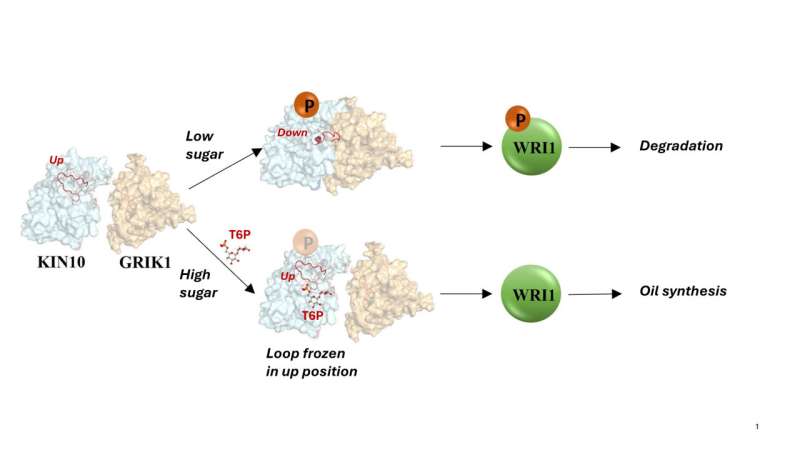 Scientists discover mechanism of sugar signaling in plants
