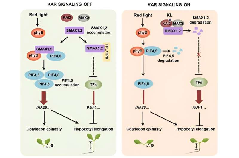 Scientists discover non-transcriptional mechanism of karrikin signaling transduction