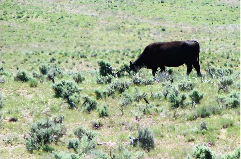 Scientists discover strategically applied livestock grazing can benefit sagebrush communities