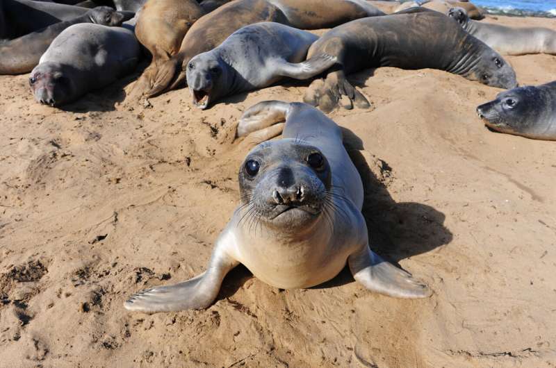 Scientists discover the real-life impacts of northern elephant seal bottleneck