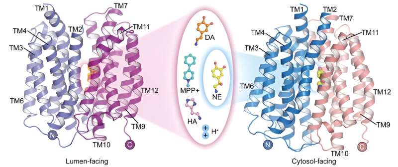 Scientists elucidate substrate recognition and proton coupling mechanism of VMAT2