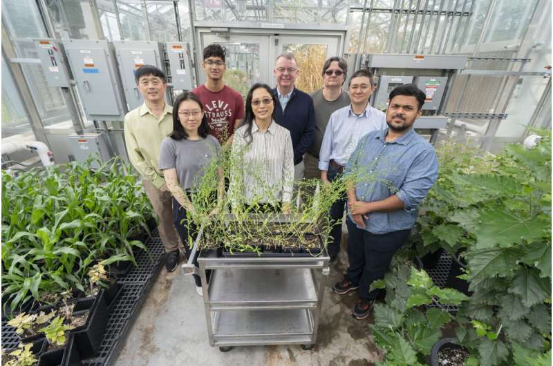 Scientists engineer yellow-seeded camelina with high oil output