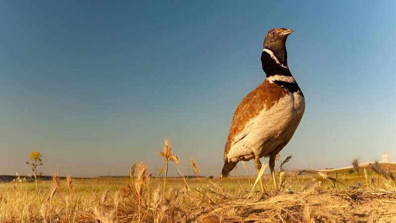 Scientists, farmers and managers work together to avoid the decline of the little bustard, an endangered steppe bird 
