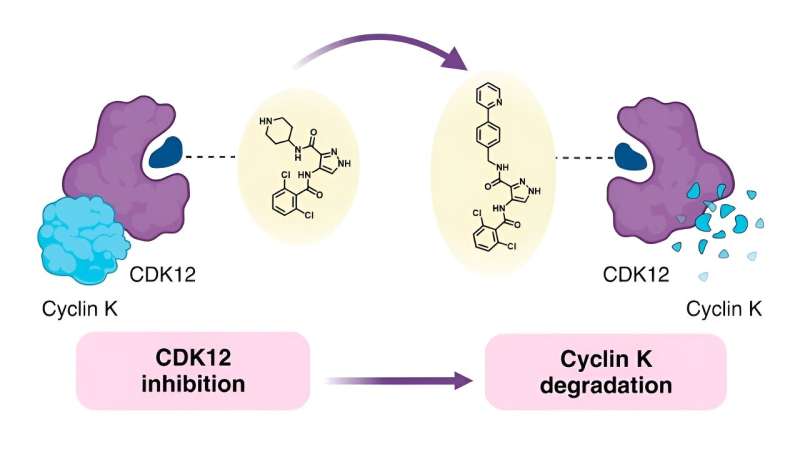 Scientists find new ways to convert inhibitors into degraders, paving the way for future drug discoveries