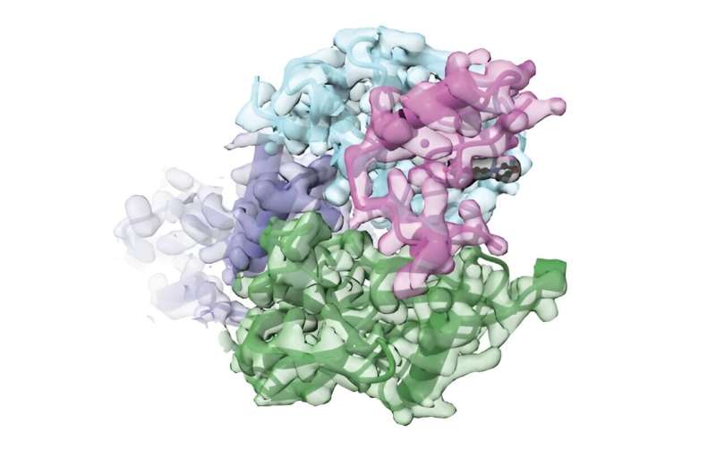 Scientists generate new targeted protein degradation system that tunes a cell's own proteins