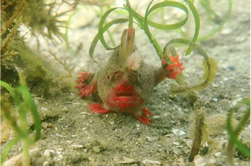 Scientists have plucked 25 extremely rare red handfish from the ocean off Australia, hoping to protect the struggling species from warming seas and other threats