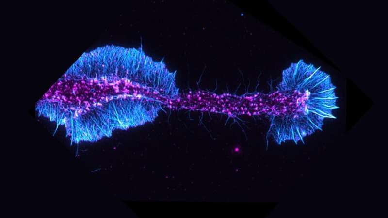 Scientists identify a key driver of myelin repair