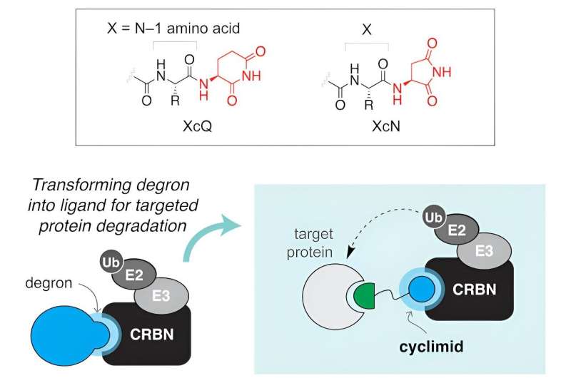Scientists identify class of binding molecules that can be used for targeted protein degradation