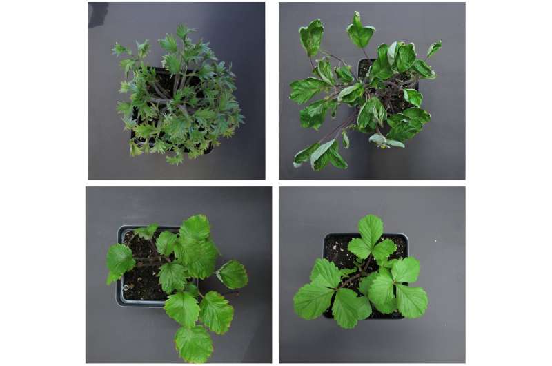 Scientists identify genetic mechanism responsible for plant leaf diversity
