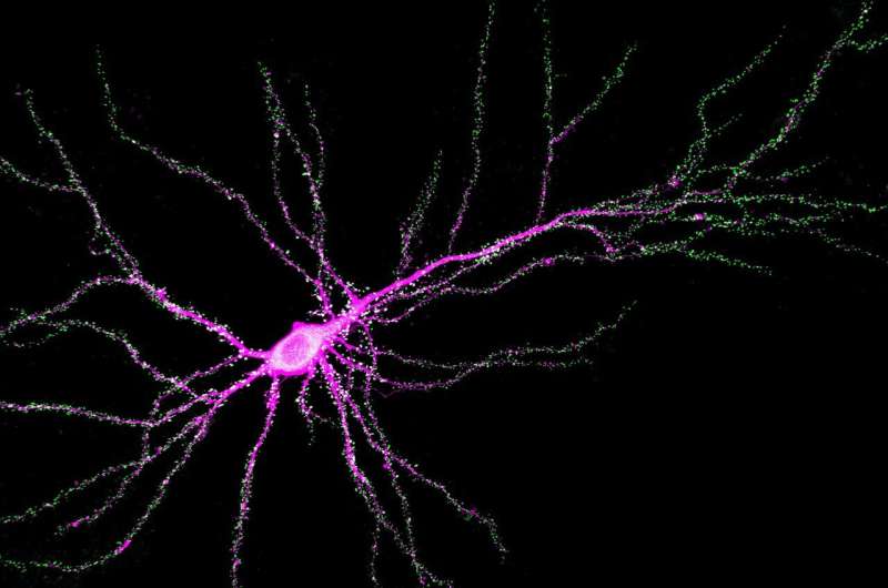 Scientists identify new 'regulatory' function of learning and memory gene common to all mammalian brain cells