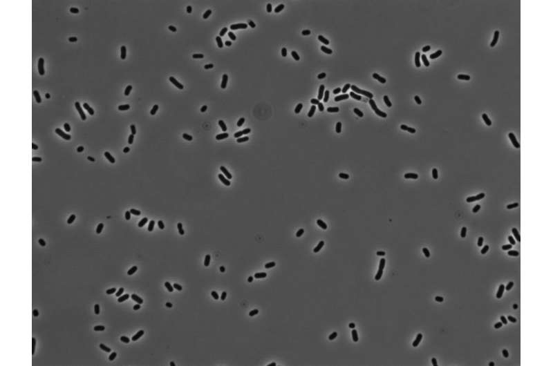 Scientists identify possible new transmission factor in hospital-acquired Klebsiella infections