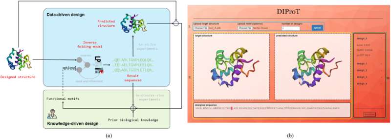 Scientists introduce DIProT—an interactive deep learning toolkit for efficient protein design
