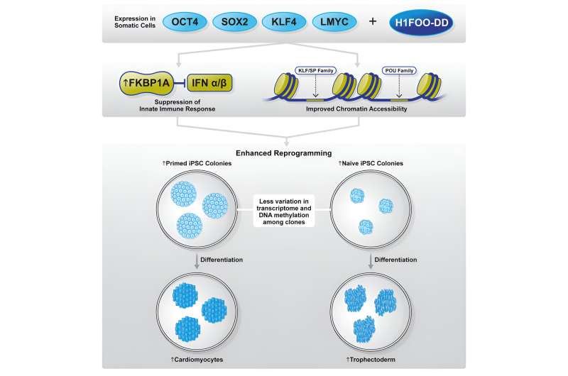 Scientists link oocyte-specific histone H1FOO to better iPS cell generation