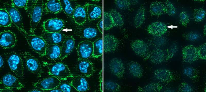 Scientists make COVID receptor protein in mouse cells