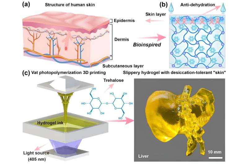 Scientists open door to achieving high-precision 'slippery structural hydrogel'