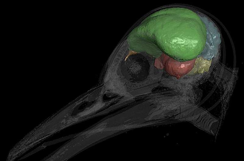 Wissenschaftler sehen im Wachstum des Kleinhirns den Schlüssel zur Entwicklung des Vogelflugs