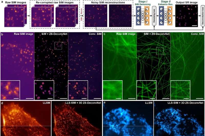 Scientists propose zero-shot universal microscopic image AI processing method