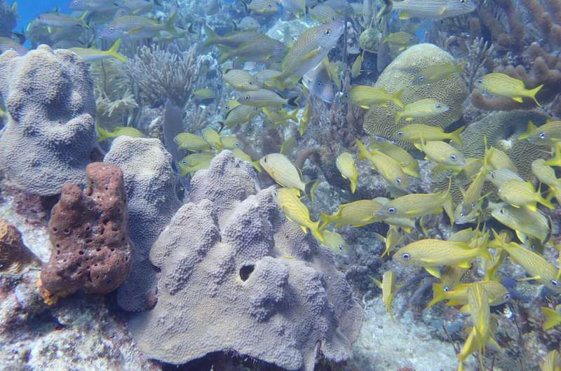 Scientists 'read' the messages in chemical clues left by coral reef inhabitants