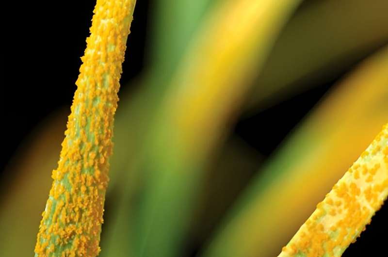 Scientists report breakthrough to boost disease resistance in crops