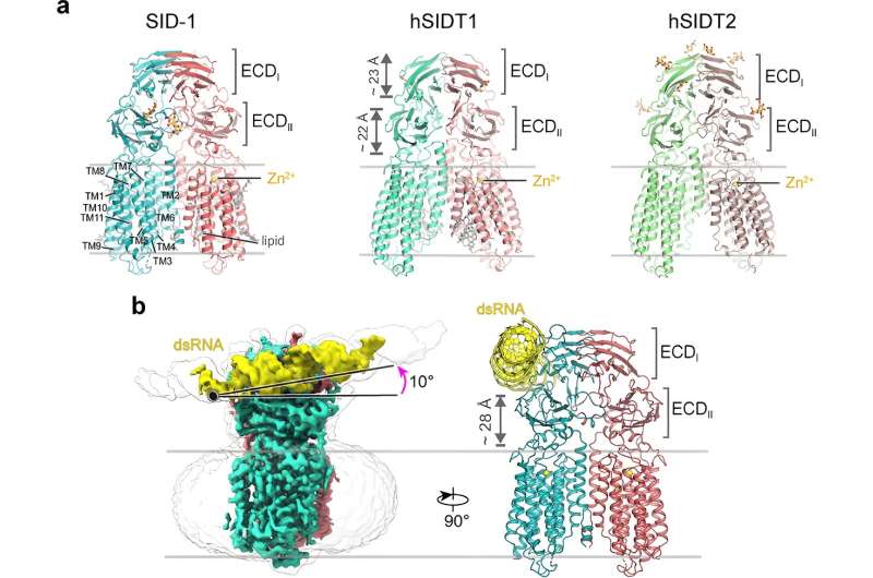 Scientists reveal how SID-1 recognizes dsRNA and initiates systemic RNAi