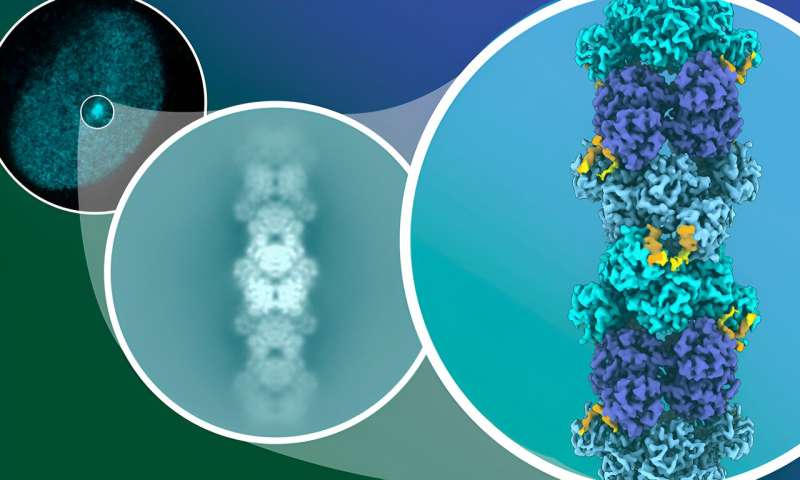 Scientists reveal how an unstructured protein traps cancer-promoting molecules