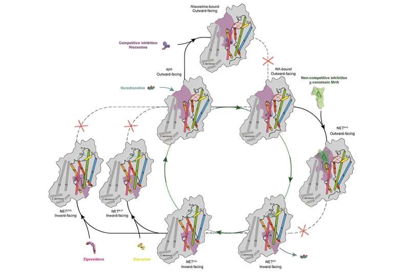 Scientists reveal transport mechanism of norepinephrine transporter and binding mode of small molecule and peptide drugs