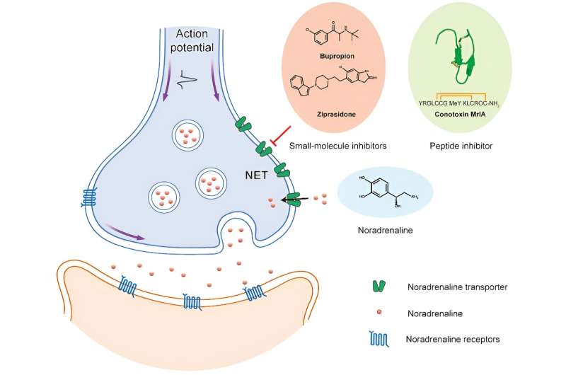 Scientists reveal transport mechanism of norepinephrine transporter and binding mode of small molecule and peptide drugs