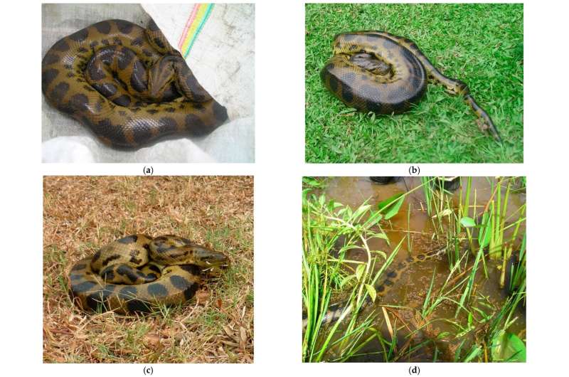 Scientists shocked to discover new species of green anaconda, the world's biggest snake