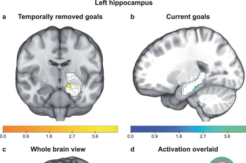 Scientists show how the hippocampus is activated to prioritize our activities