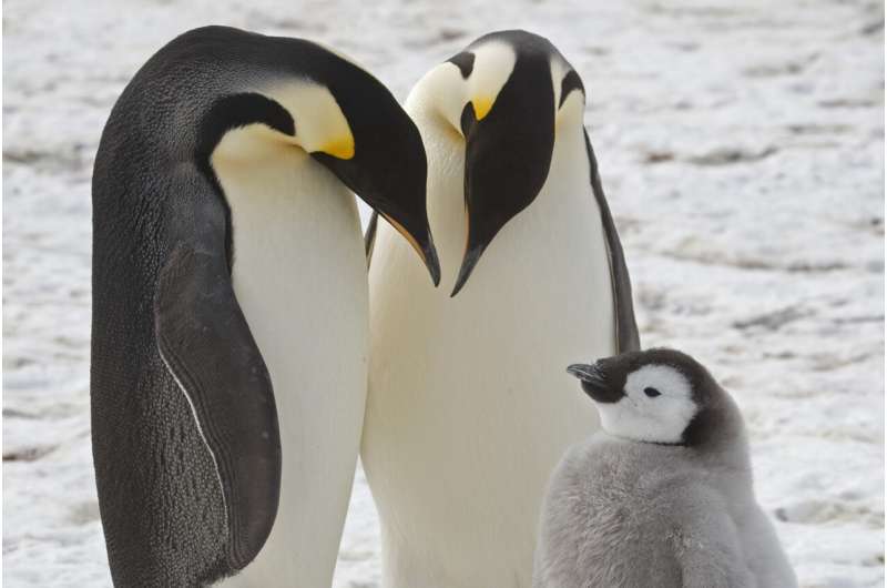 Scientists spot previously unknown colonies of emperor penguins in Antarctica
