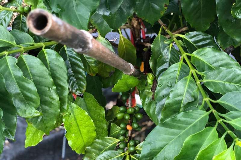 Scientists study how to bring you 'climate-smart coffee'