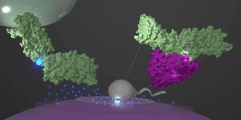 Scientists successfully simulate protein complex that initiates fertilisation
