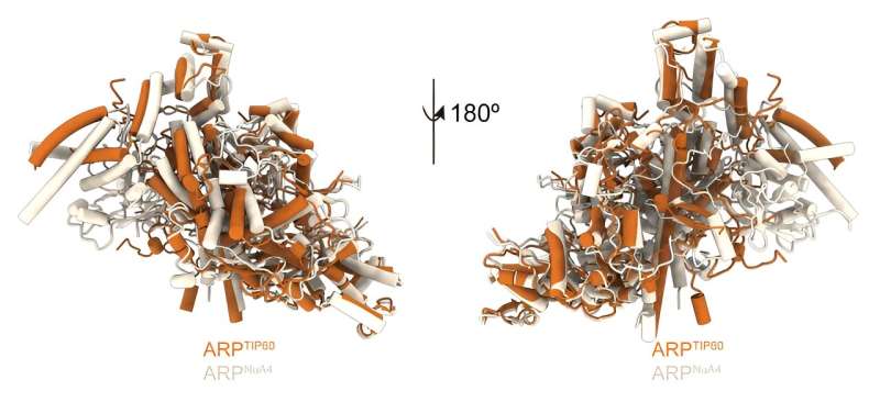 Scientists took an atomic look at a protein complex that grants access to our DNA