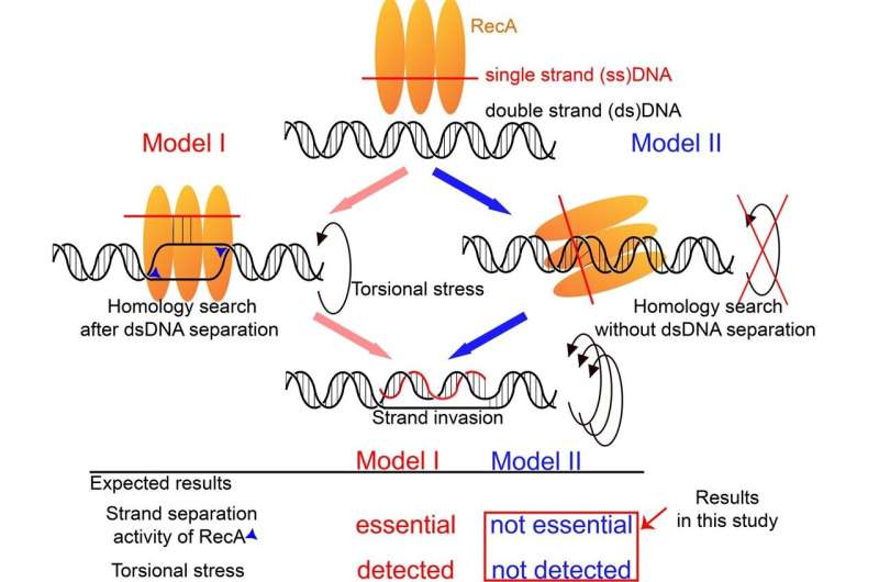 Scientists unravel key steps in the road to DNA repair
