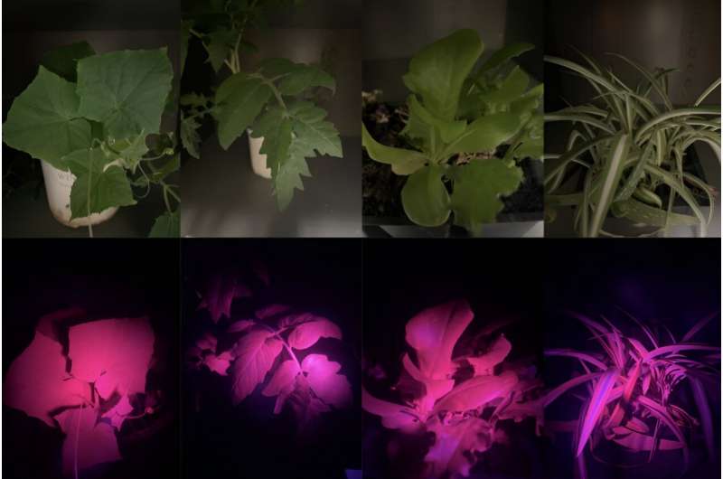 Scientists use 'leaf glow' to understand changing climate